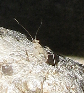 Leptopodidae: Erianotus lanosus from SW Turkey